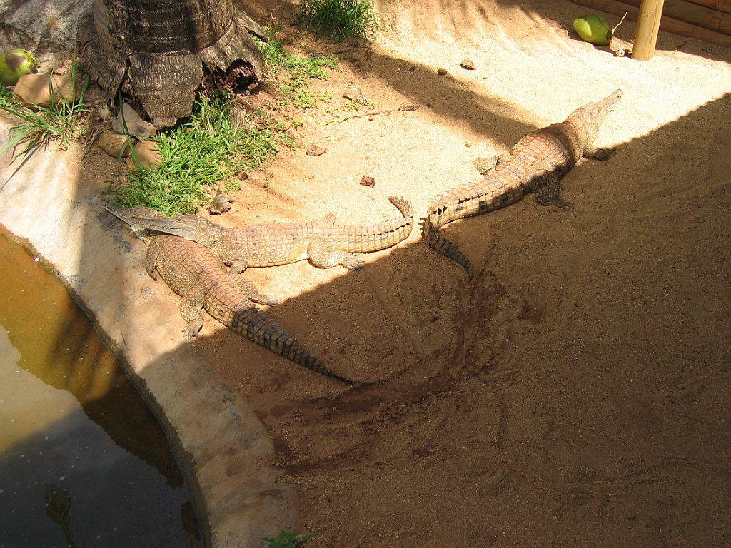 081 Rainforestation.jpg